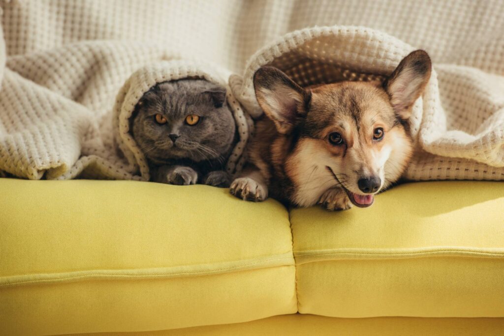 Perro y gato juntos en el sofá